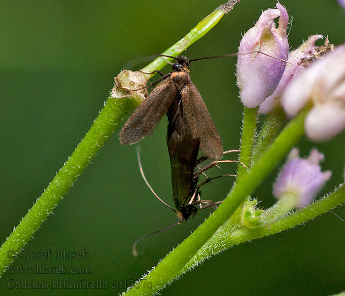 Cauchas rufimitrella Adela Meadow Long-horn Adéla červenohlavá