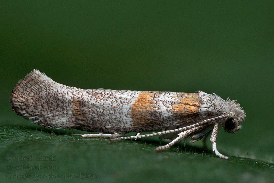 Сосновая паутинная моль Cedestis gysseleniella