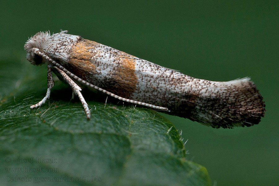 Groot dennenmineermotje Cedestis gysseleniella