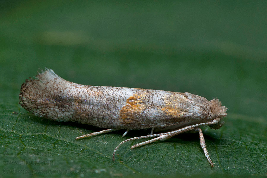 Kääpiöharsokoi Cedestis gysseleniella