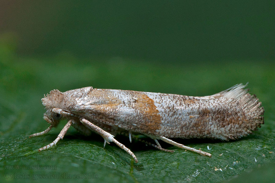 Större tallbarrsmal Cedestis gysseleniella