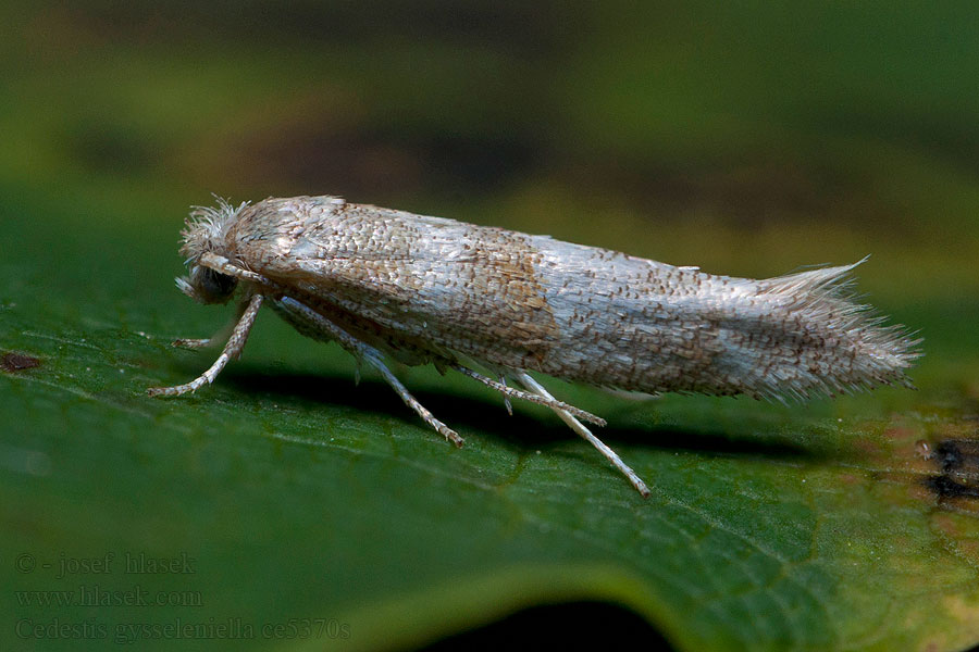 Cedestis gysseleniella