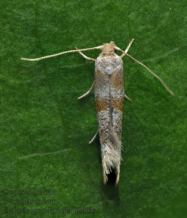 Сосновая паутинная моль Cedestis gysseleniella