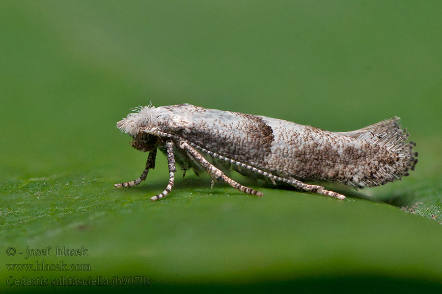 Cedestis subfasciella