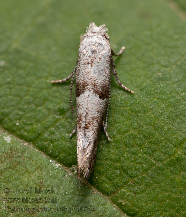 Cedestis subfasciella Brown Pine Ermine