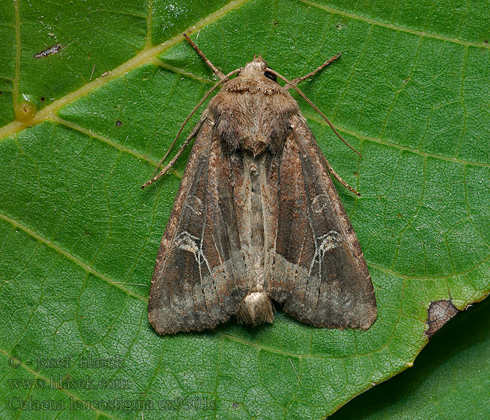 Celaena leucostigma