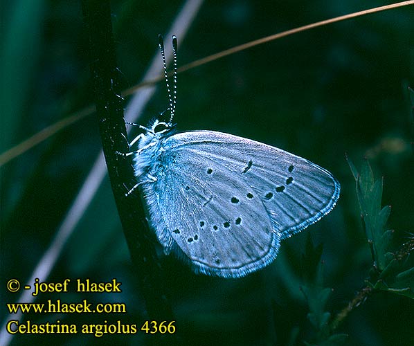 Celastrina argiolus Holly Blue L'Azuré nerpruns Bengeboglárka