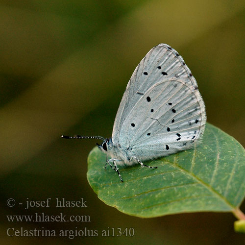 Celastrina argiolus Holly Blue L'Azuré nerpruns