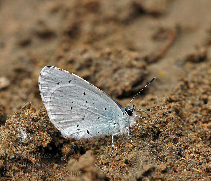 Celastrina argiolus Modrásek krušinový