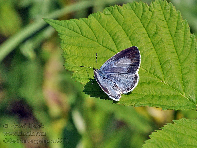 Celastrina argiolus