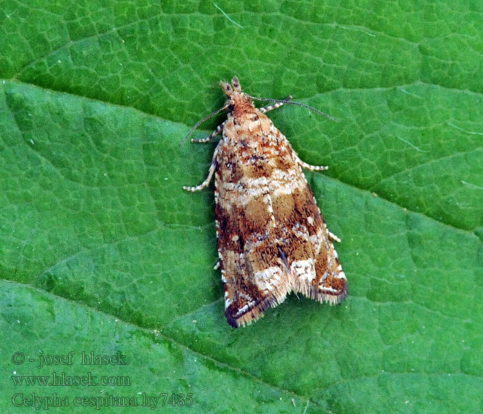 Celypha Moth Obaľovač štvorháčikový Celypha cespitana