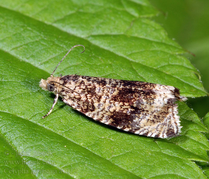 Celypha lacunana Syricoris Obaleč jahodníkový