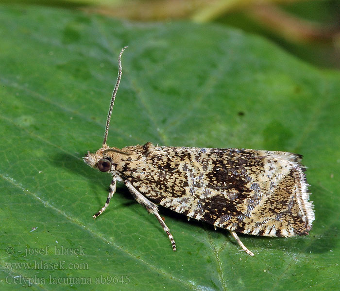 Celypha lacunana Dark Strawberry Tortrix