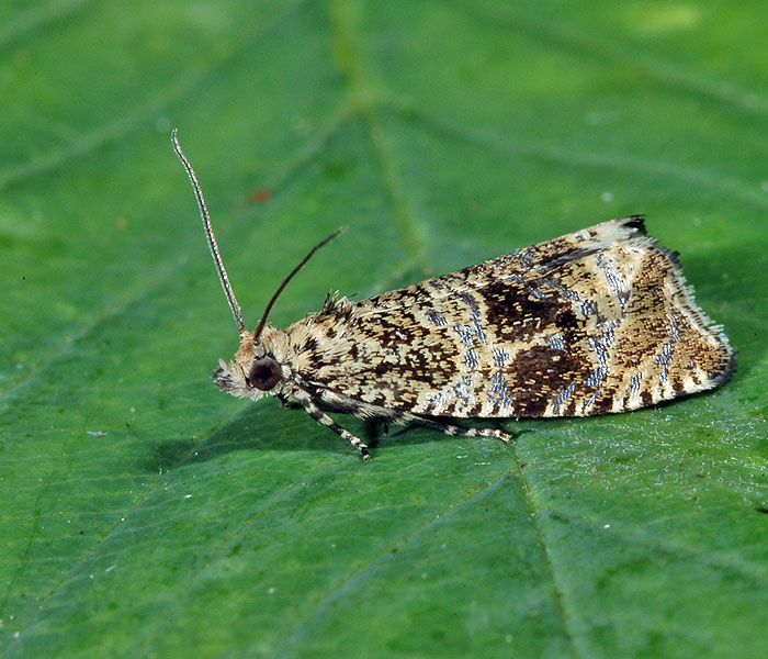 Celypha lacunana Obaľovač kalužinový