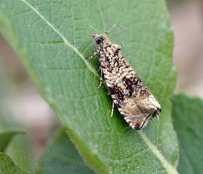 Celypha lacunana Brandnetelbladroller