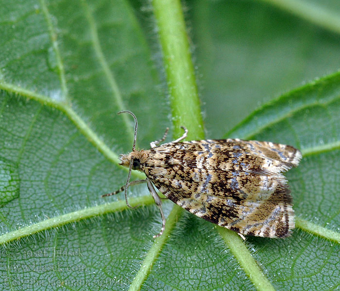 Celypha lacunana Rusokirjokääriäinen