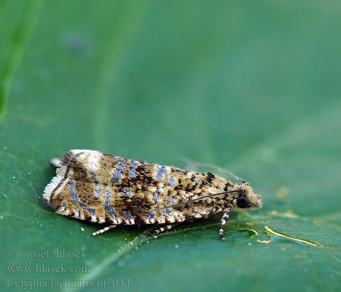 Celypha lacunana Allmän brokvecklare