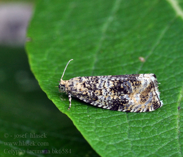 Celypha lacunana Olivenprydvikler