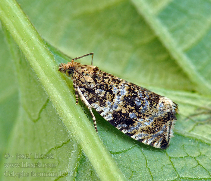 Celypha lacunana Rød jordbærvikler