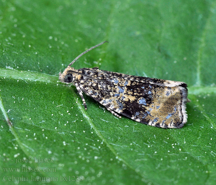 Dark Strawberry Tortrix Celypha lacunana