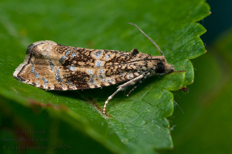 Celypha lacunana