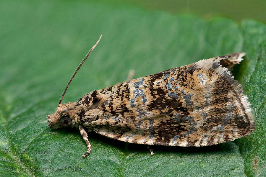 Dark Strawberry Tortrix Celypha lacunana