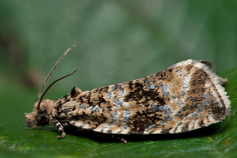 Obaľovač kalužinový Celypha lacunana