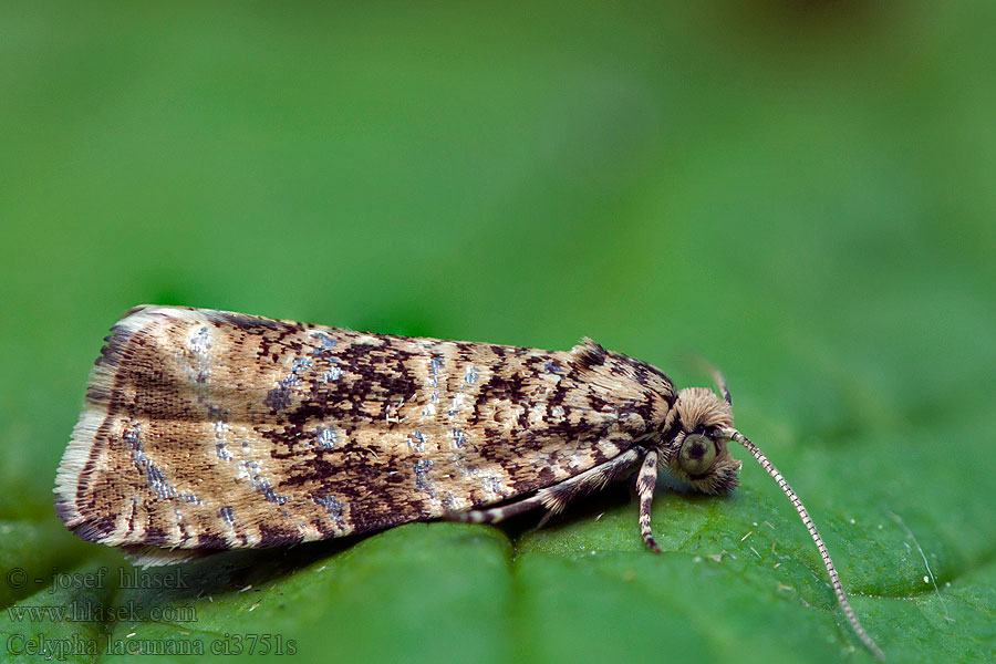 Brandnetelbladroller Rusokirjokääriäinen Celypha lacunana