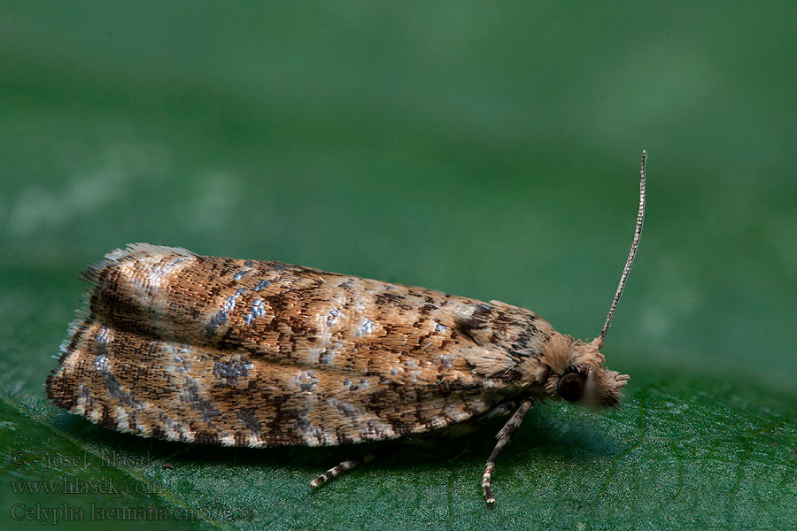 Dark Strawberry Tortrix Obaľovač kalužinový Celypha lacunana