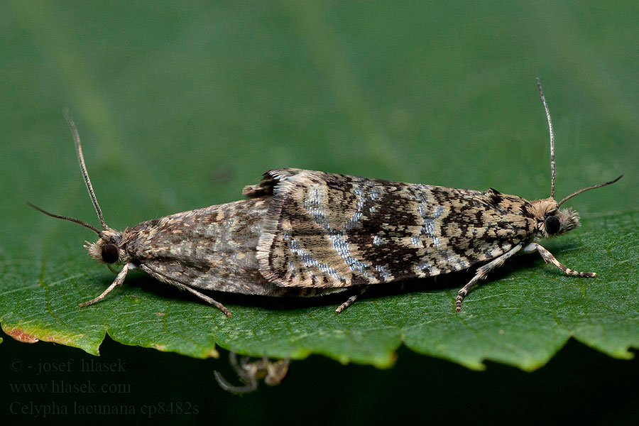 Syricoris Obaleč jahodníkový Celypha lacunana