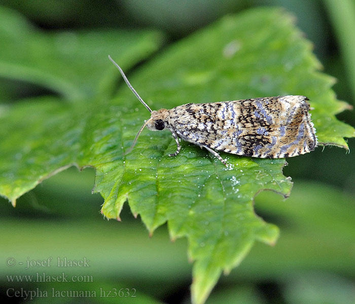 Brandnetelbladroller Celypha lacunana