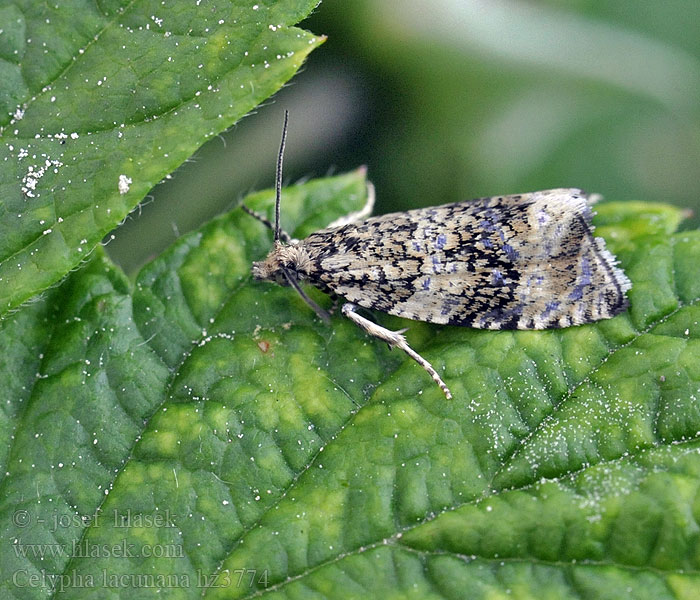 Rusokirjokääriäinen Celypha lacunana