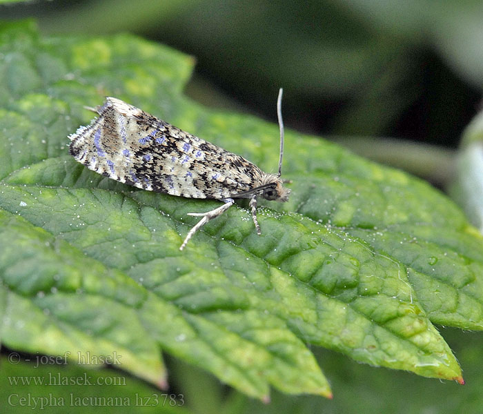 Allmän brokvecklare Celypha lacunana