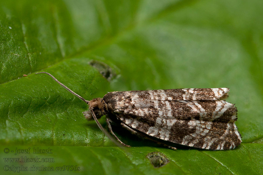 Celypha rivulana Obaleč luční Obaľovač lúčny