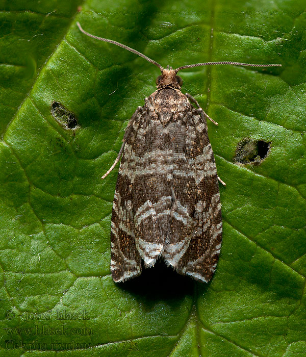 Celypha rivulana Roodbruine lijnbladroller Ljusrandbrokvecklare