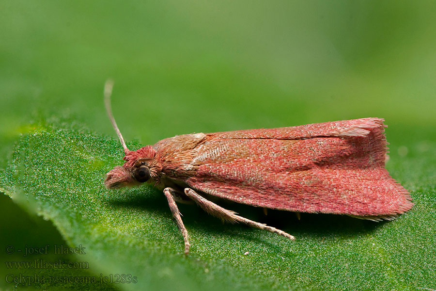 Celypha rosaceana Roseate Marble Obaľovač ružový