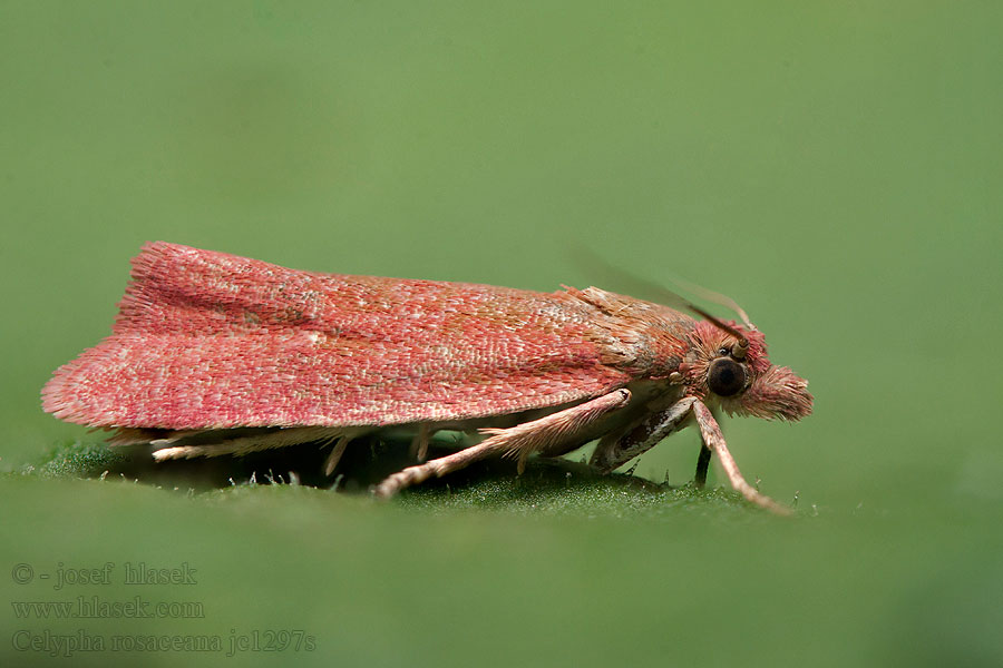 Celypha rosaceana Листовёртка розовая Roze lijnbladroller