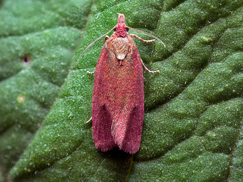 Celypha rosaceana Purpurgrundvecklare Purpurprydvikler Purpurvikler