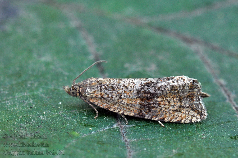 Celypha striana Obaleč pampeliškový Barred Marble