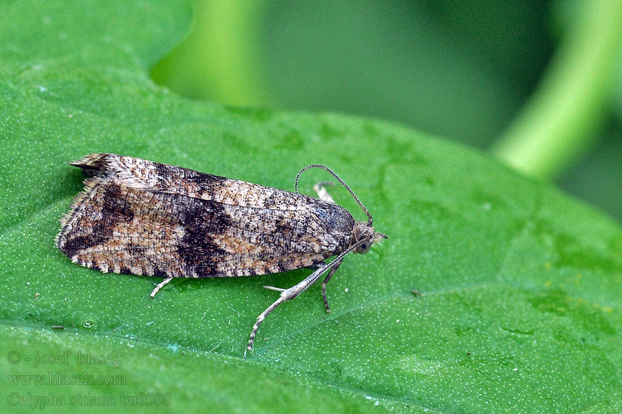 Celypha striana Obaľovač púpavový Paardenbloembladroller