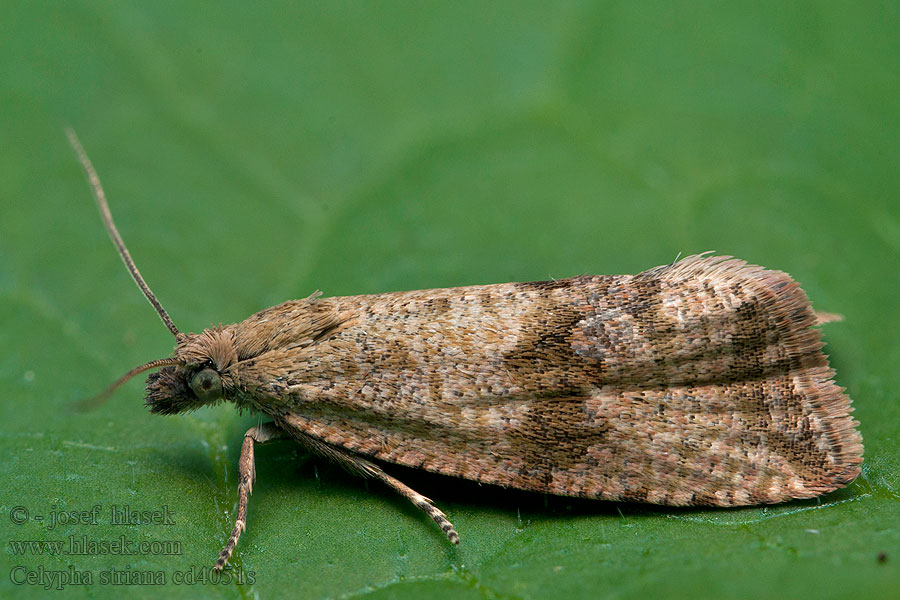 Celypha striana Maskrosgrundvecklare Løvetannprydvikler