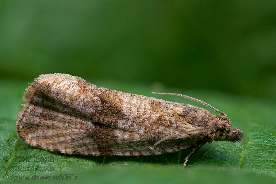 Celypha striana Obaleč pampeliškový Mælkebøttevikler