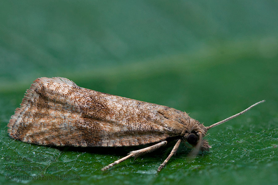 Obaleč pampeliškový Celypha striana