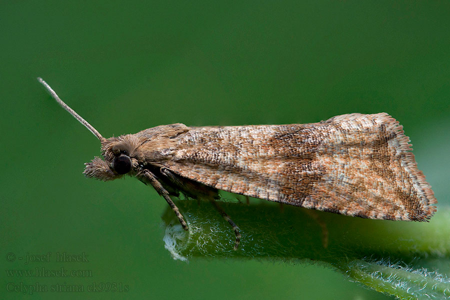 Barred Marble Celypha striana