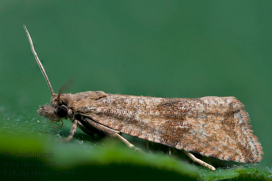 Obaľovač púpavový Celypha striana