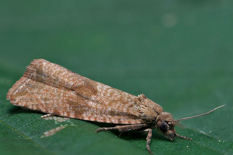 Paardenbloembladroller Celypha striana