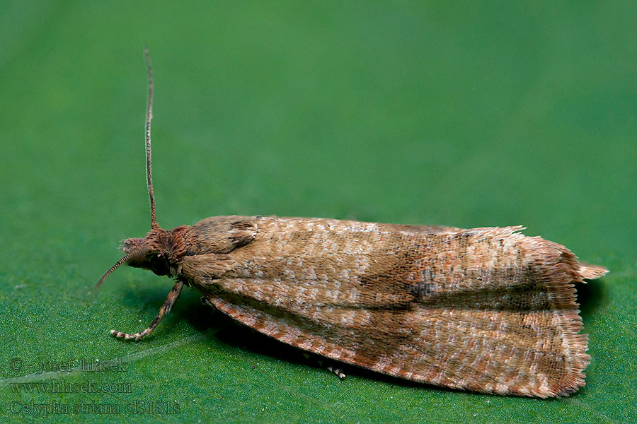 Maskrosgrundvecklare Celypha striana