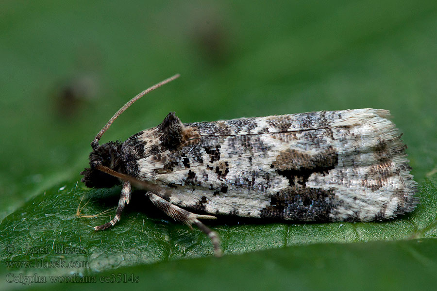 Weißer Mistelwickler Celypha woodiana