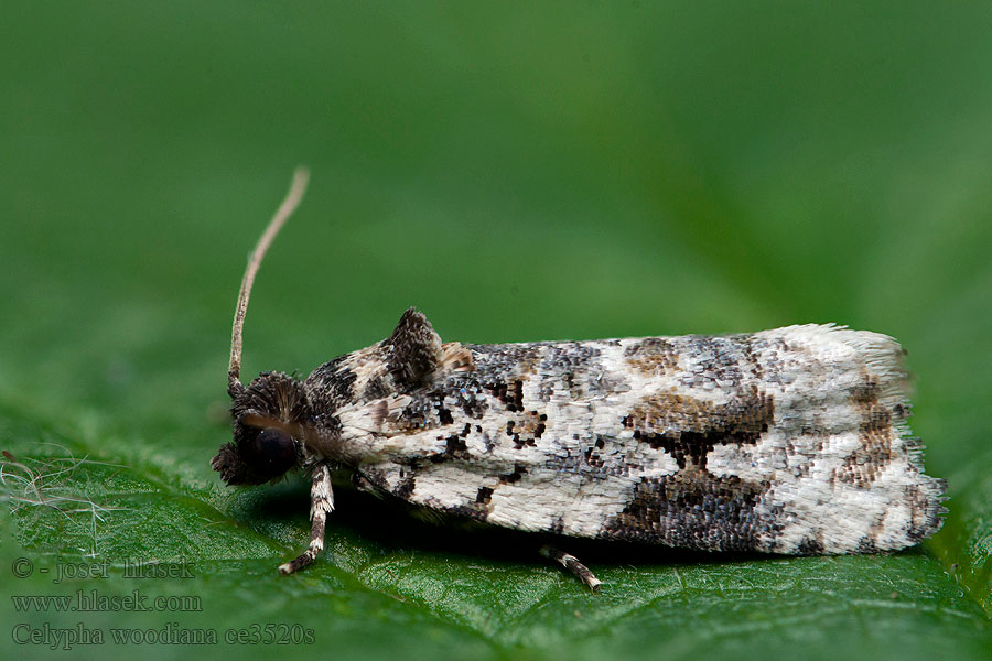 Celypha woodiana Weißer Mistelwickler