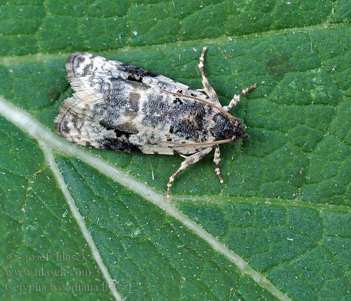 Celypha woodiana Weißer Mistelwickler